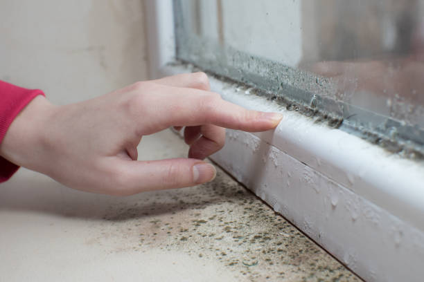 Best Water Damage & Mold Remediation  in Rockport, IN